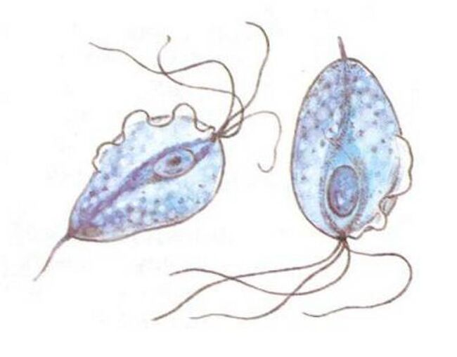 Trichomonas pôvodcovia prostatitídy